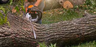 Trusted Glen Allen, VA Tree Services Experts