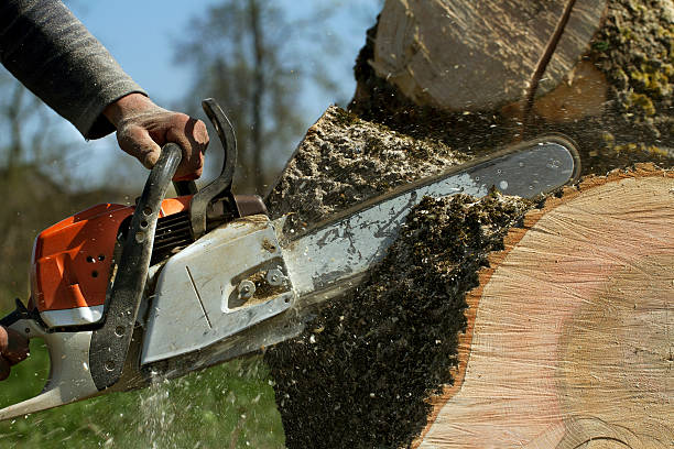 How Our Tree Care Process Works  in Glen Allen, VA